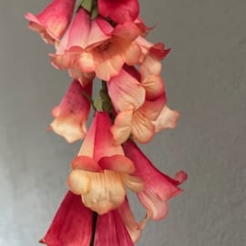 Foxglove Digitalis Vingerhoedskruid koraal