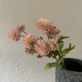 Pompon Mila,mooie volle tak