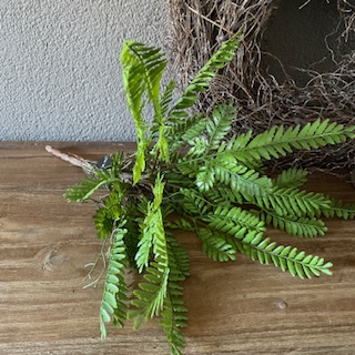 Varen Fern Bush 55cm