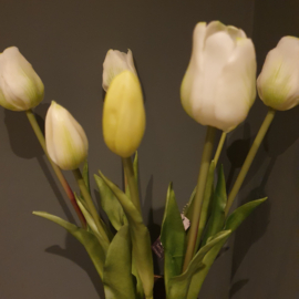 Tulpen classic White   (boeket 7 lange stelen)