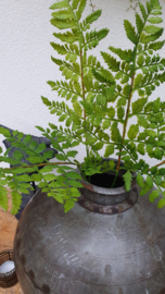 Polypodium (Ledervaren tak) op steel
