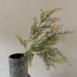 Asparagus bush tak van Brynxz