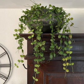 Lotus hanger in pot 60cm