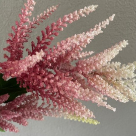 Astilbe (spirea) roze