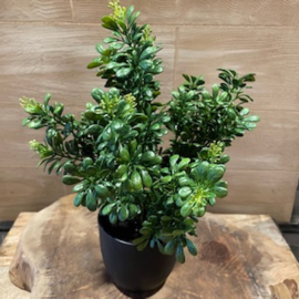 Buxus in pot