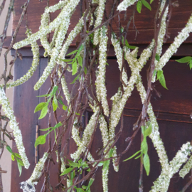 Betula Pendula treurberk wit
