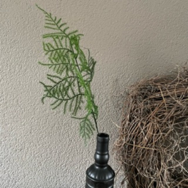 Asparagus op steel