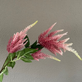 Astilbe (spirea) roze