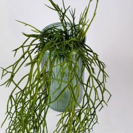 Rhipsalis, Koraalcactus kunst