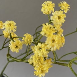 Gypsophila, Gipskruid geel kunst