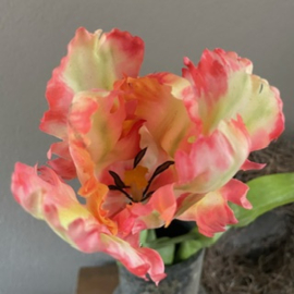 Parkiet tulp roze/creme