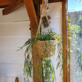 Rhipsalis, Koraalcactus kunst