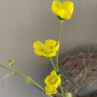 Buttercop (boterbloem) 71 cm