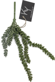 Zijde takje Erwtenplantje