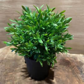 Buxus fijn in pot