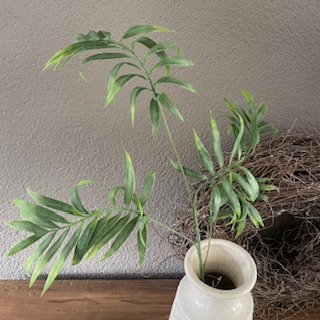 Chico palm blad  86cm