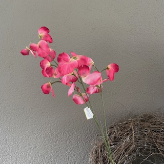 Lathyrus roze 73cm
