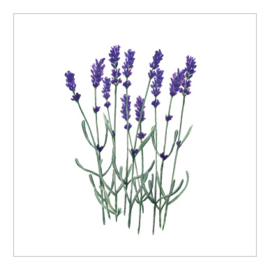 Lavendel 10x10