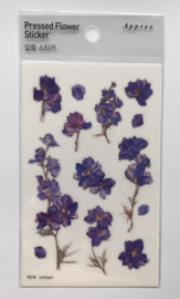 Larkspur