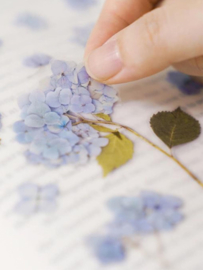 Bigleaf Hydrangea