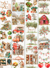 Summer Market  Landscape  Sample  2.5 meter / 12 cm breed !
