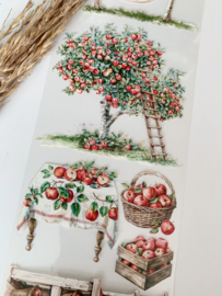 Summer Market  Landscape  Sample  2.5 meter / 12 cm breed !