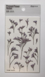 Limonium