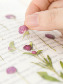 Globe Amaranth