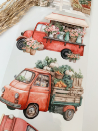 Summer Market  Landscape  Sample  2.5 meter / 12 cm breed !