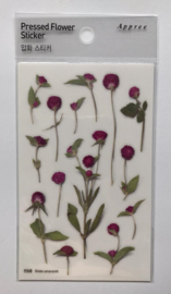 Globe Amaranth