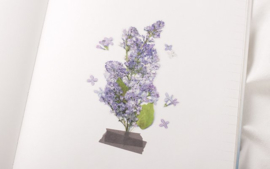 Lilac