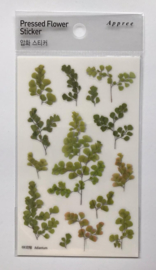 Adiantum