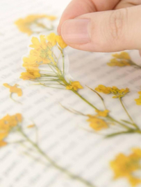 Rapeseed Flower