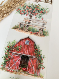 Summer Market  Landscape  Sample  2.5 meter / 12 cm breed !
