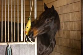 Excellent horse foodie friends peer