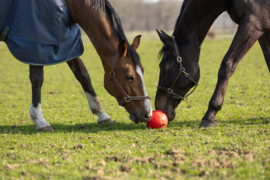 Excellent horse paarden speelbal blauw