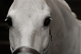 Excellent Horse Hi Gloss Glitter Spray