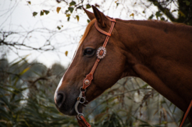 GVR Hoofdstel Copper Peach