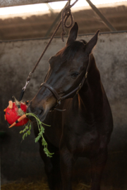 Excellent horse paarden speelbal roze