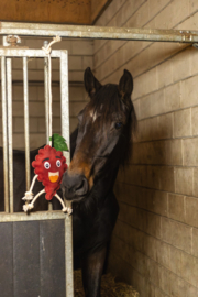 Excellent horse foodie friends framboos