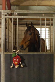 Excellent horse foodie friends framboos