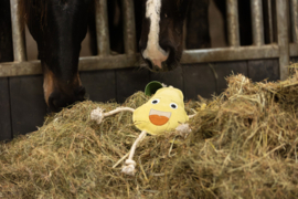 Excellent horse foodie friends peer