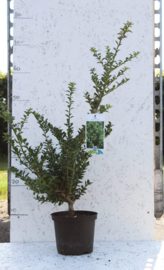 Ilex Crenata Convexa -> dé vervanger van de Buxus