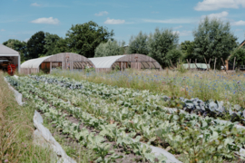 Kruiden planten