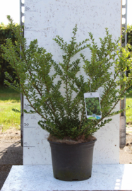 Ilex Crenata Convexa -> dé vervanger van de Buxus