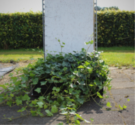 Hedera Hibernica