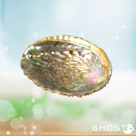 Abalone schelp 12-15 CM