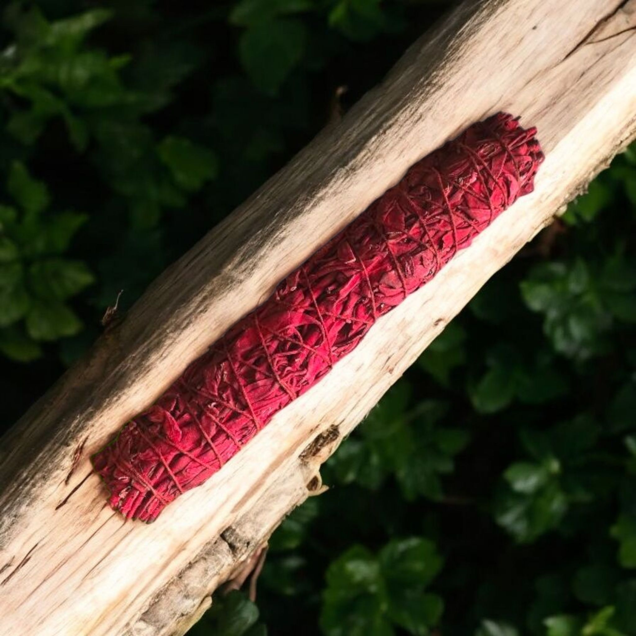 Drakenbloed Salie 22,5 cm