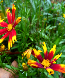 Verven met natuurlijke verfstoffen uit de tuin | Coreopsis