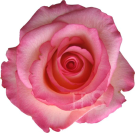 Strijkapplicatie roos roze | full colour